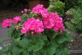 flower geranium