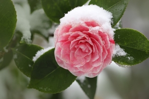 flower snow