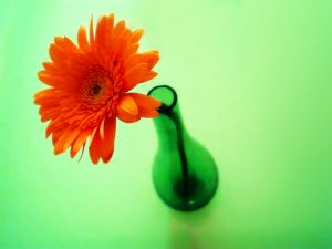 flower in vase