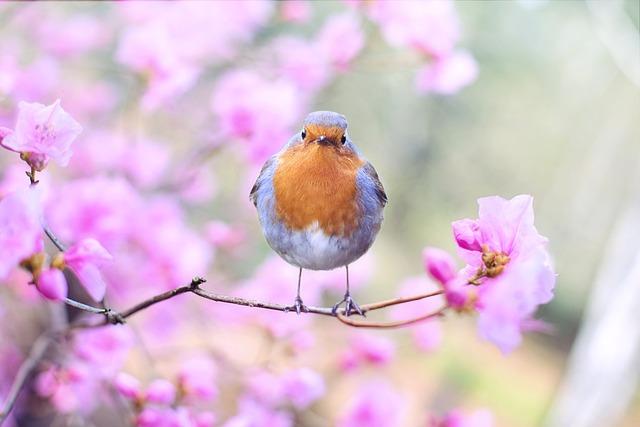 flowers bird