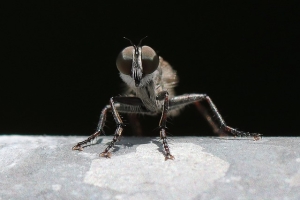 fly bug