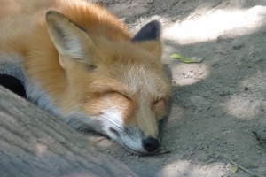 Not "Foxy" Enough