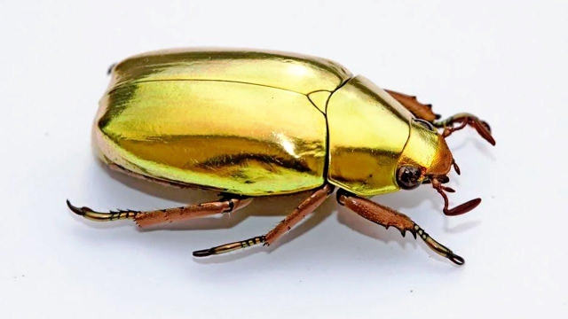 golden beetle