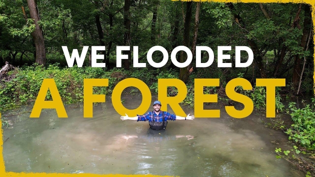 We flooded a forest
