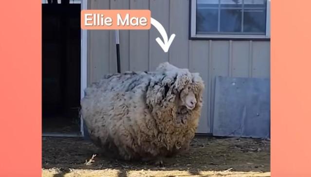 woolly sheep
