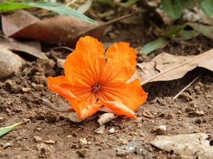 flower orange