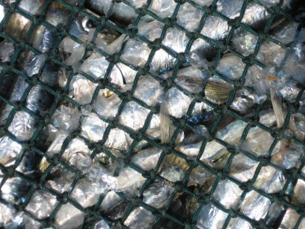 fish in net