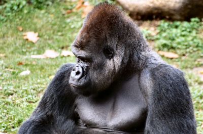 gorilla