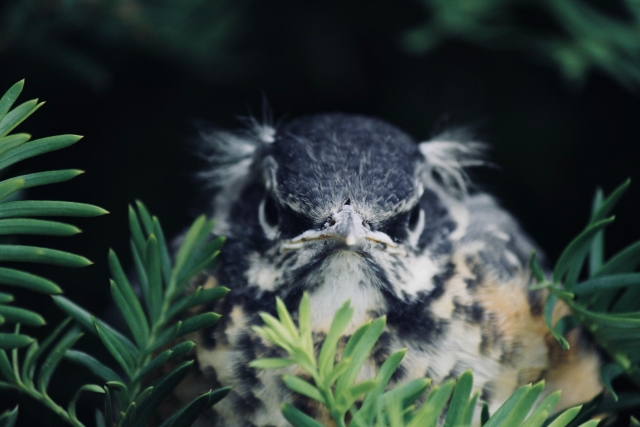 grumpy bird