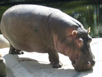 hippo