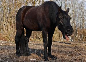 Horse Batter