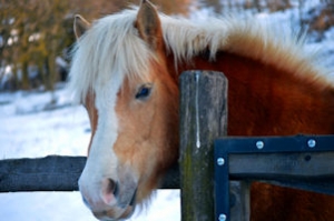 horse snow