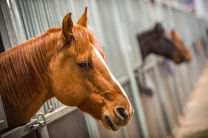 horses in stable