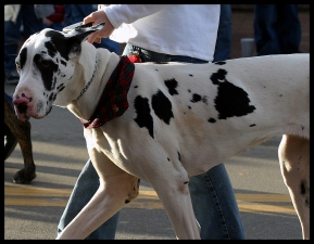 great dane