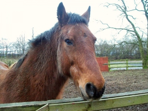 picture of muddy horse