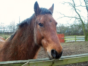 horse muddy