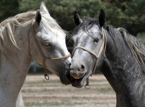 Horse and car pun