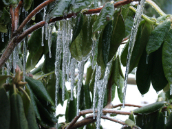 Icicle on Leaves
