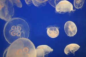 jellyfish