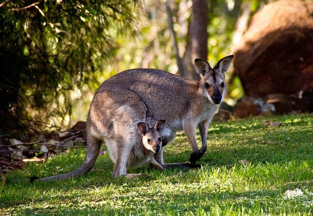 kangaroos 3