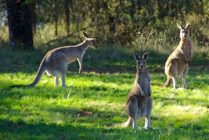 kangaroos