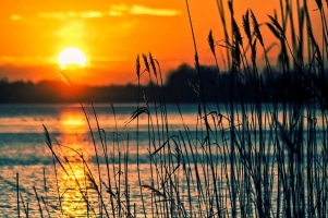 lake reeds