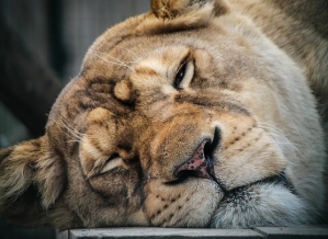 lion lazy