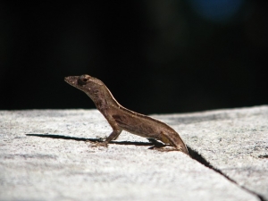 A lizard surprises Rev. James Snyder's wife