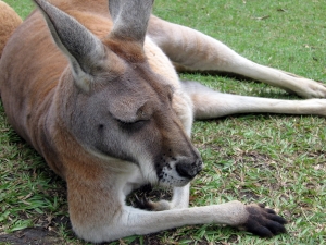 kangaroo