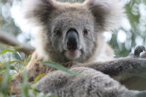 Curious Koalas