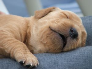 loafing puppy