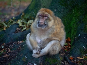 monkey grumpy