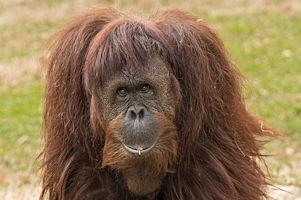 monkey orangutan