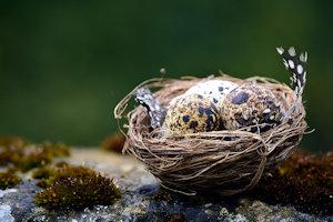 Nesting Birds