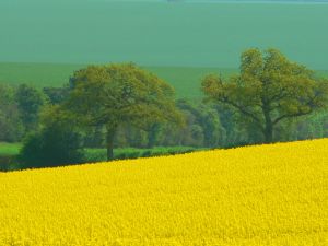 Field of Mustard