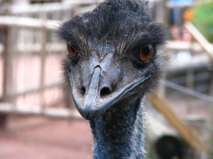 ostrich