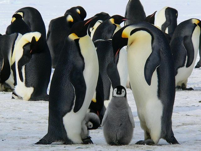 Lucky He is Wearing a Tuxedo