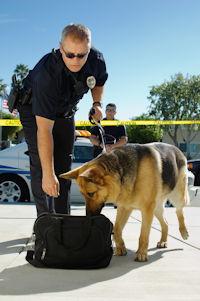 Police Dog Freeze