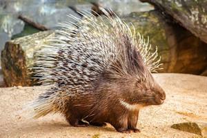 porcupine