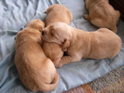 puppies