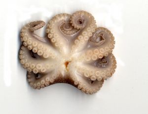 octopus picture