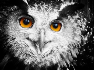 Owl Friend