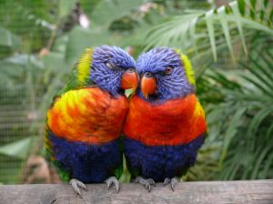 a picture of two parrots on a perch