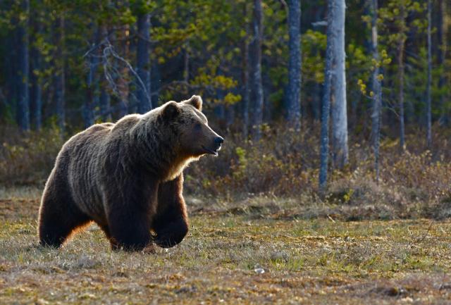 Bearly Preaching