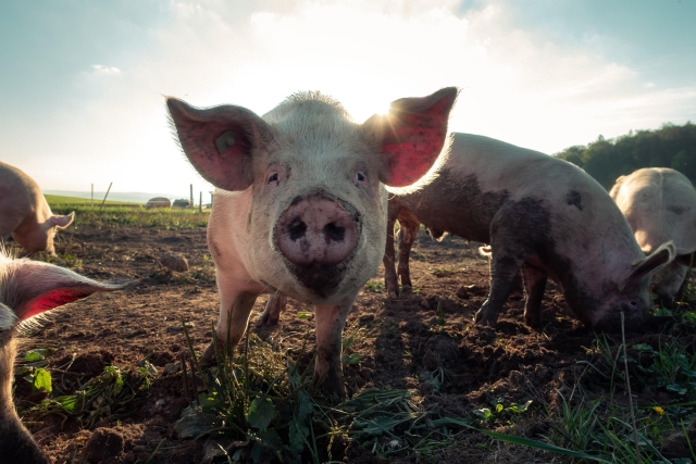 picture of a pig up close 