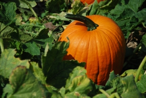 picture of a pumpkin patch