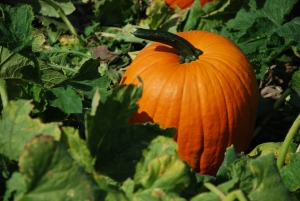 pumpkin patch