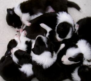 picture of a litter of puppies