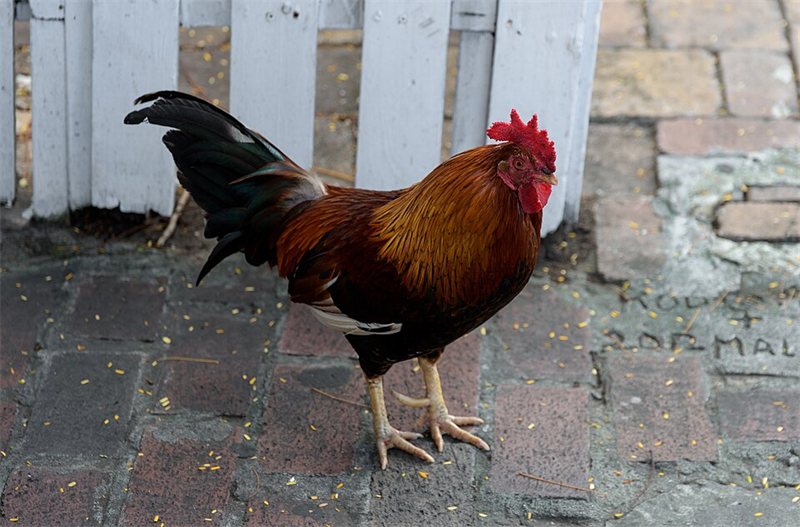 A rooster strutting on a brick path.