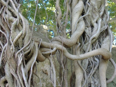 roots